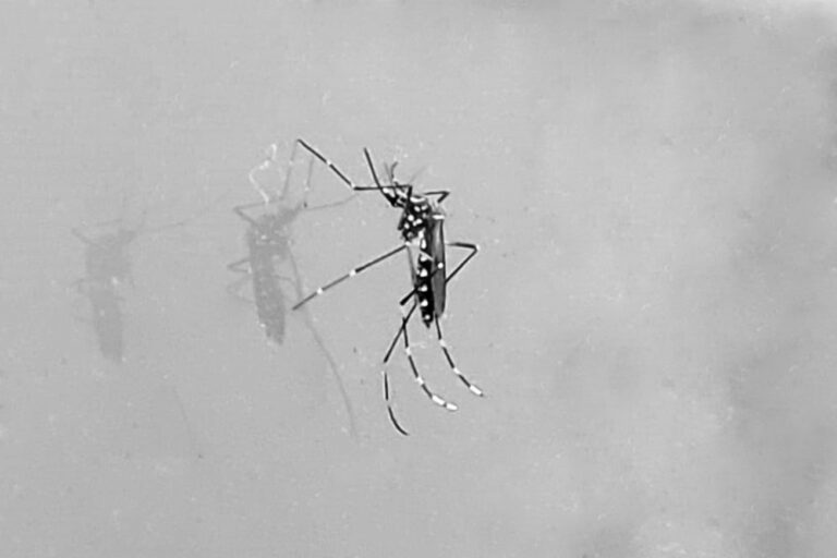 Feira de Santana registra 1.125 notificações de chikungunya até agosto